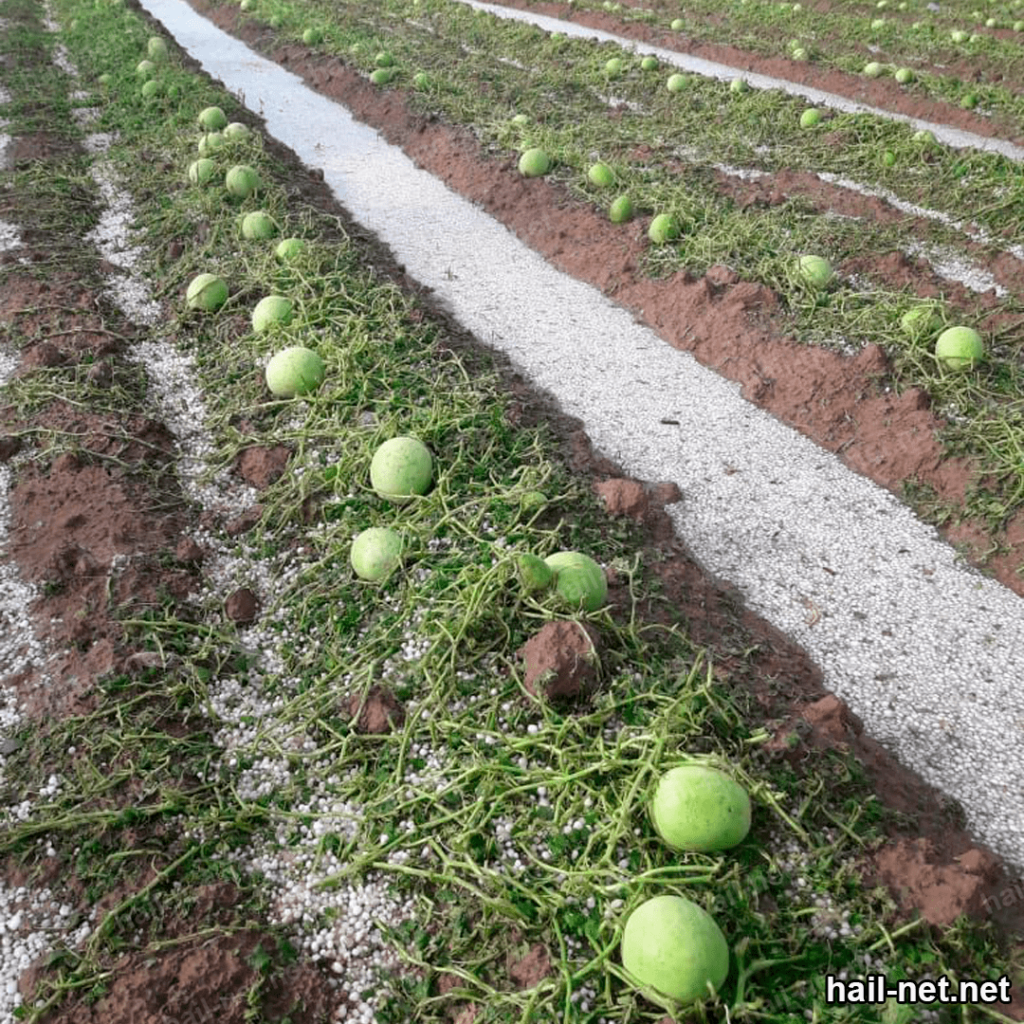 lack of an anti-hail netting in agriculture